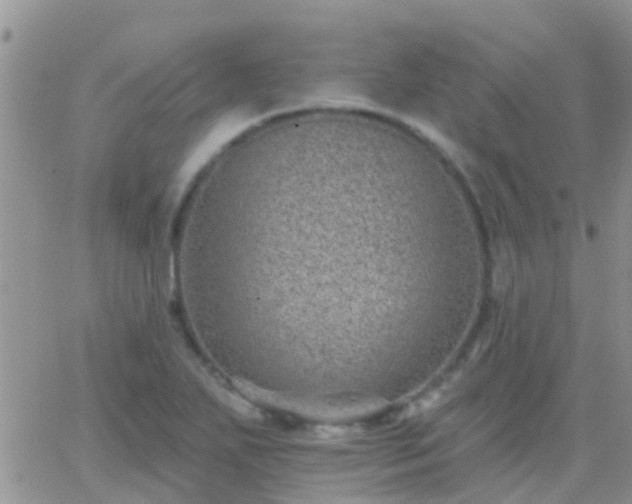 X0000065261271200602242106