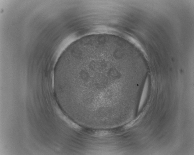 X0000065261275200602242105