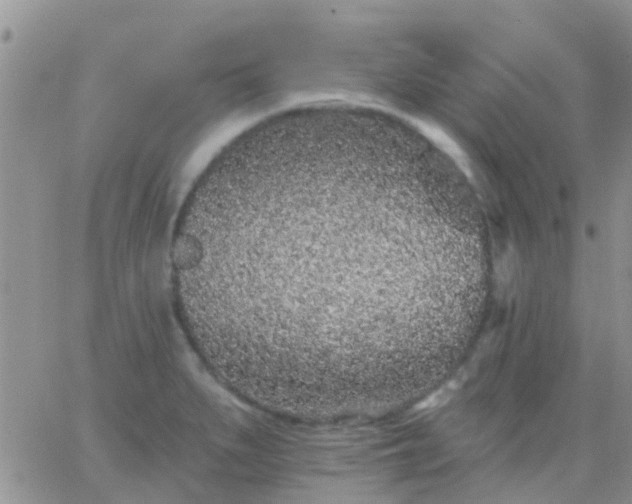 X0000065261279200602242105