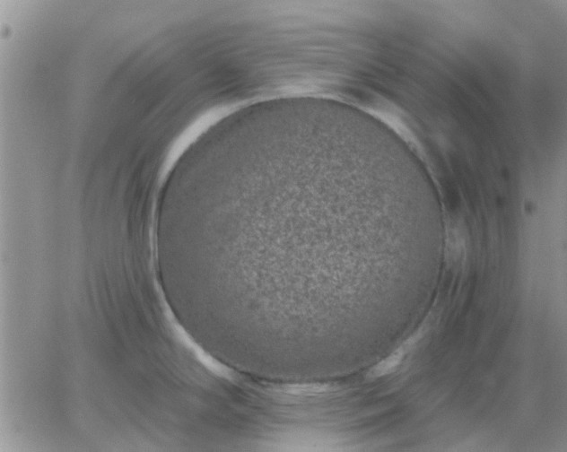 X0000065261294200602242105