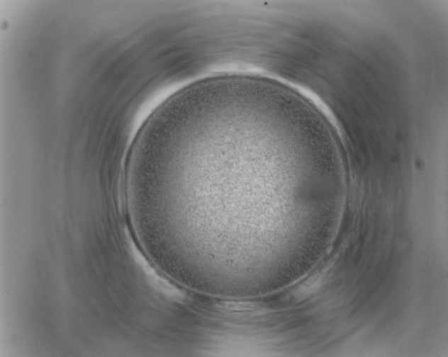 X0000065261295200602242105