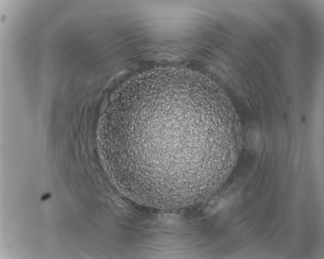 X0000065261297200602242104