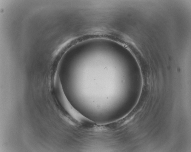 X0000065261304200602242104