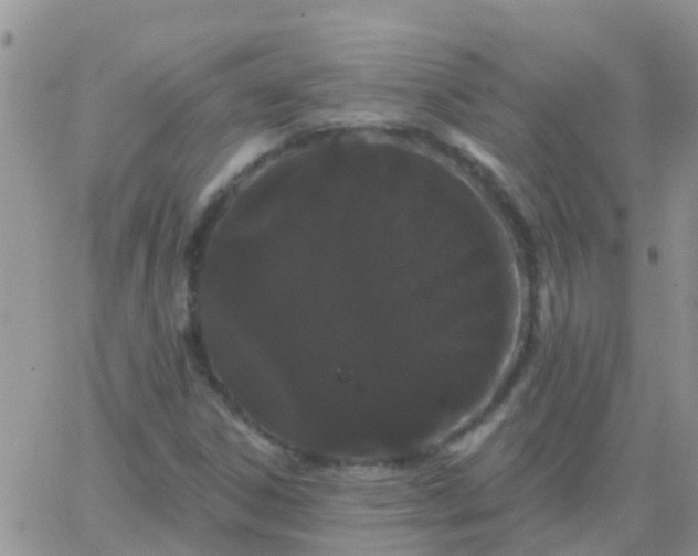 X0000065261306200602242104