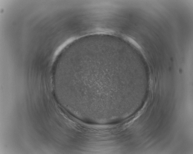 X0000065261310200602242105