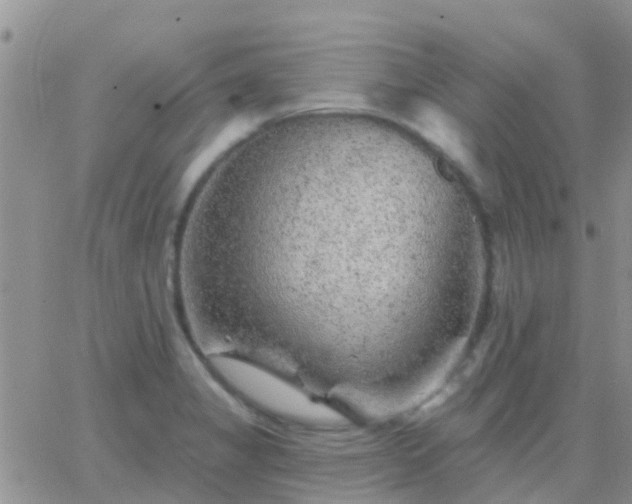 X0000065261325200602242105