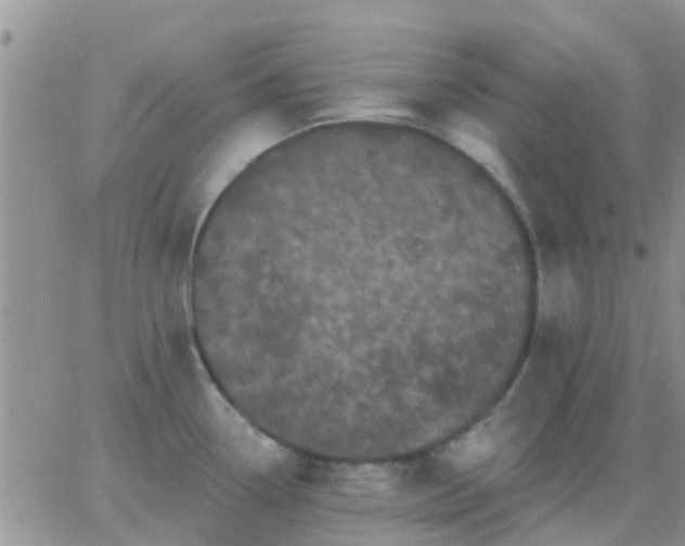 X0000065261338200602242105