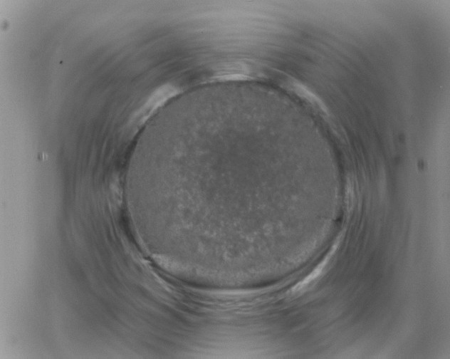 X0000065261353200602242104