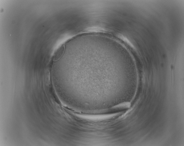 X0000065261358200602242104