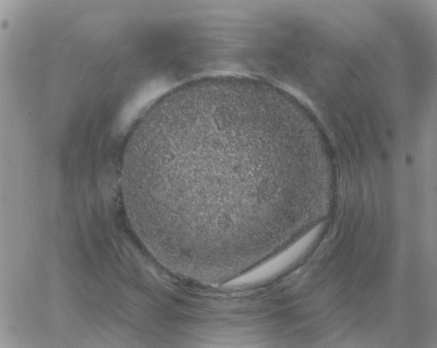 X0000065261359200602242104