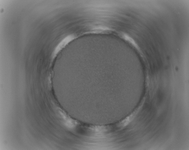 X0000065261362200602242104