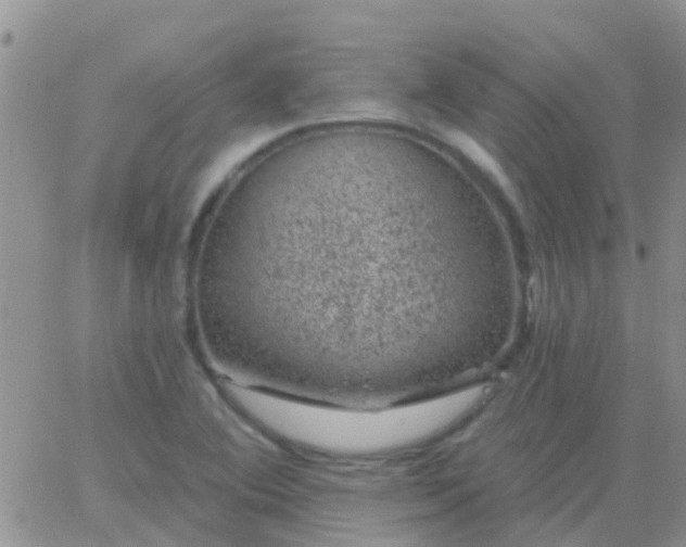 X0000065261364200602242104