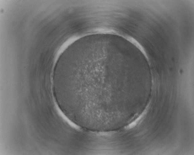 X0000065261381200602242104