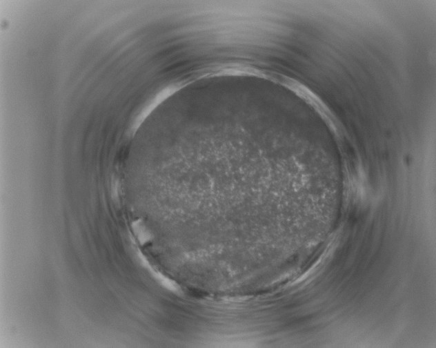 X0000065261385200602242104