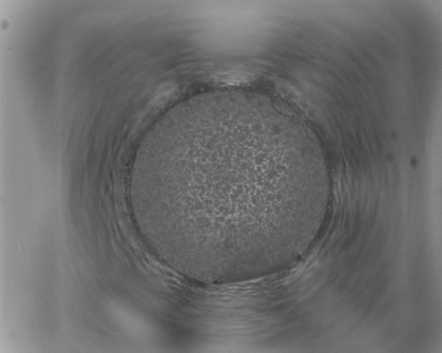 X0000065261393200602242103