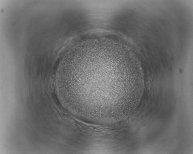 X0000065261397200602242103