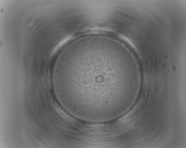 X0000065261403200602242103