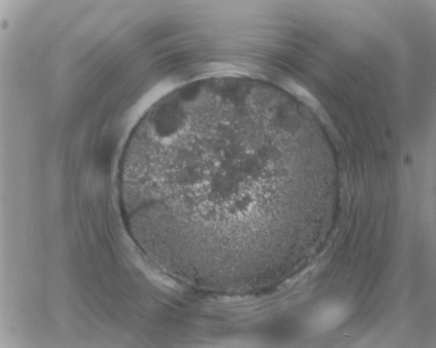 X0000065261427200602242103