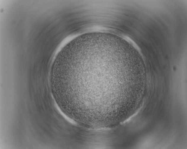 X0000065261429200602242103