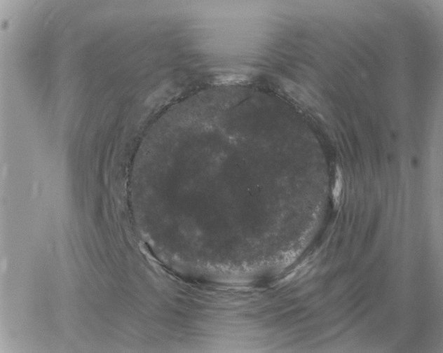 X0000065261441200602242103