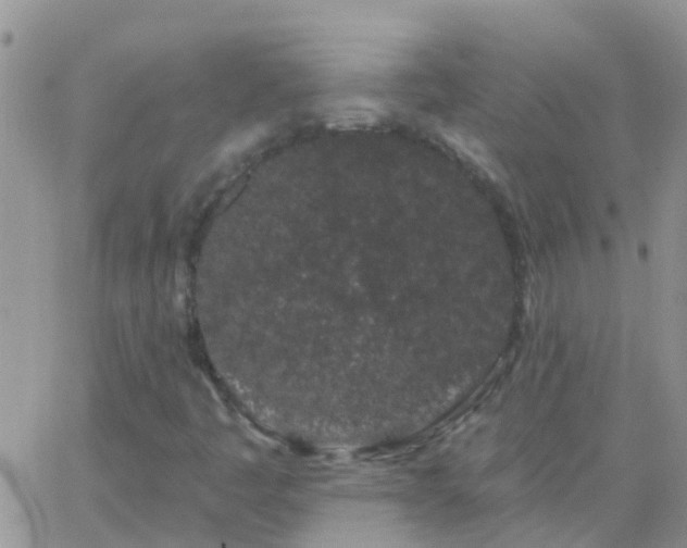 X0000065261445200602242103