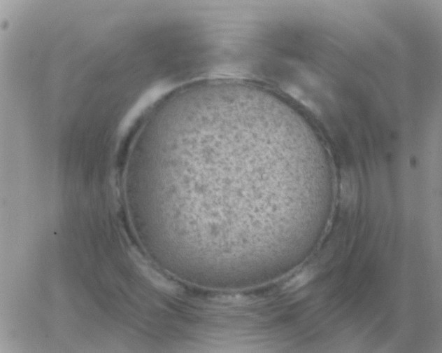 X0000065261454200602242103