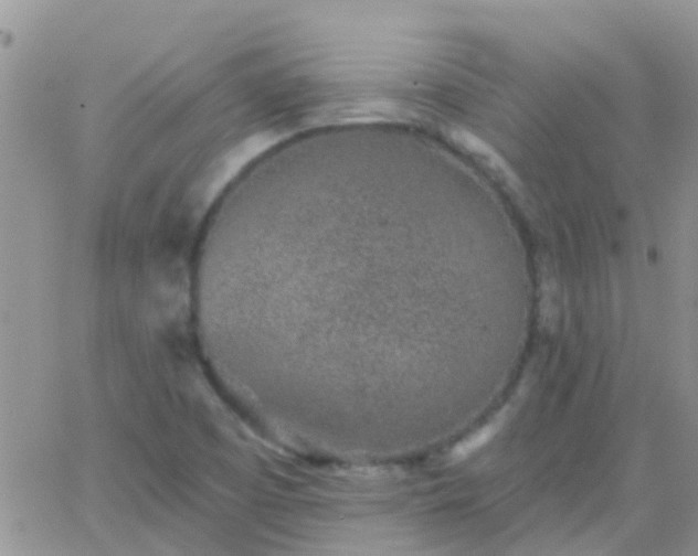 X0000065261457200602242103