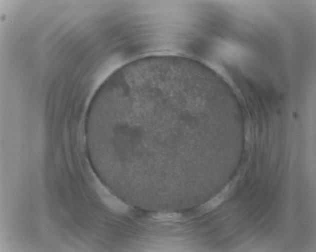 X0000065261466200602242102