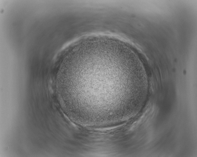 X0000065261494200602242101