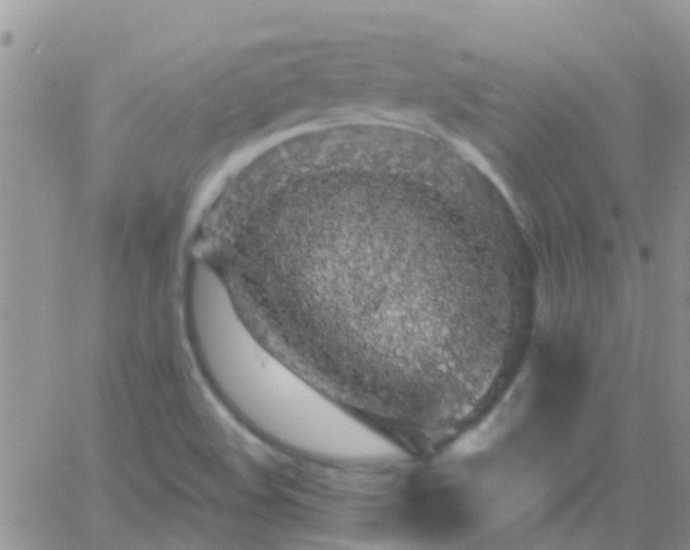 X0000065261508200602242102