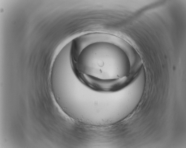 X0000065261536200602242102