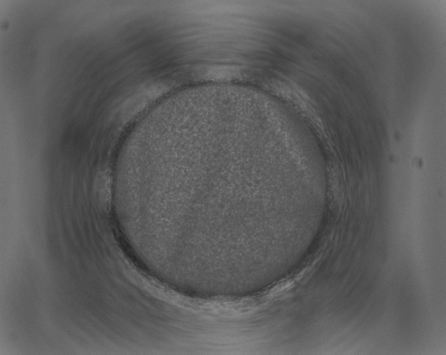 X0000065260016200603031840