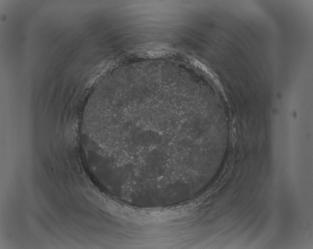 X0000065260018200603031840