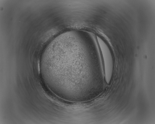 X0000065260020200603031840