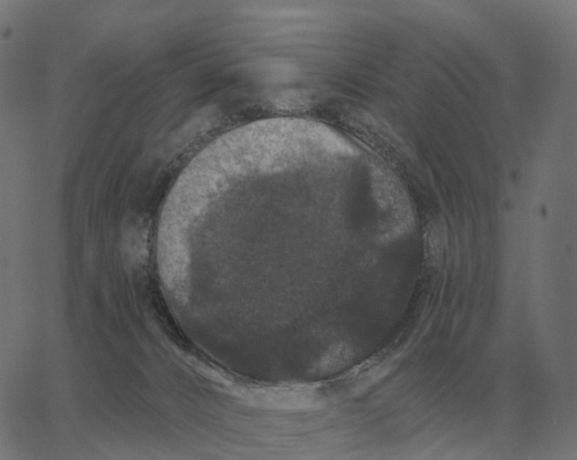 X0000065260032200603031840