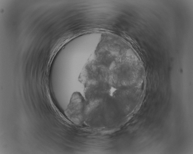 X0000065260049200603031839