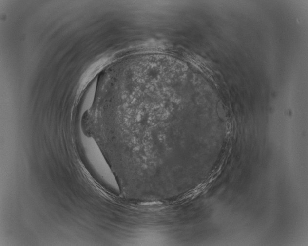 X0000065260053200603031839