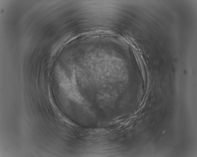 X0000065260097200603031839