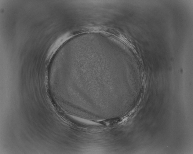 X0000065260103200603031839