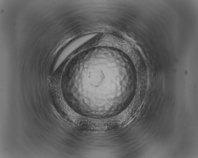 X0000065260154200603031837