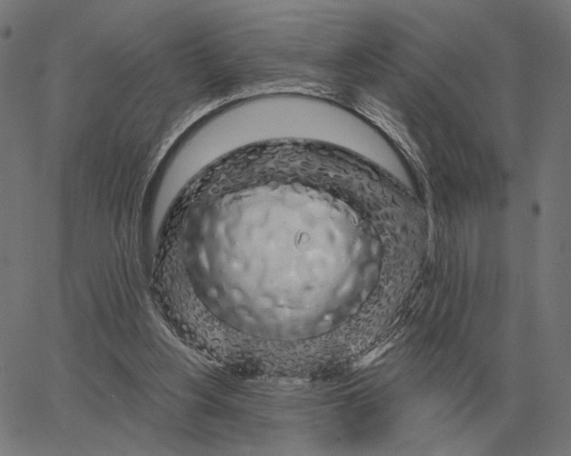 X0000065260156200603031837