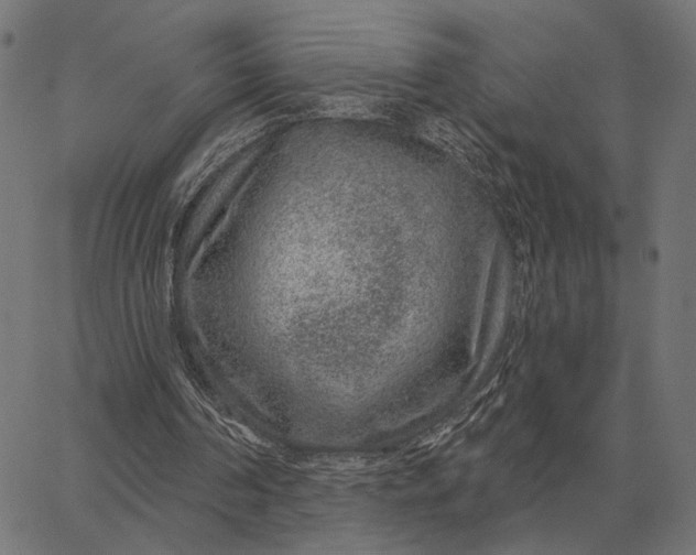 X0000065260194200603031837