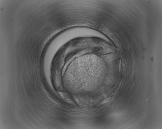 X0000065260252200603031836