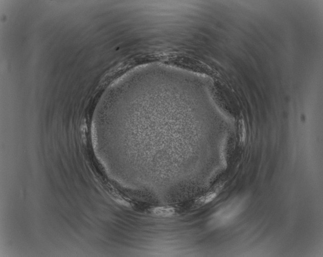 X0000065260279200603031836