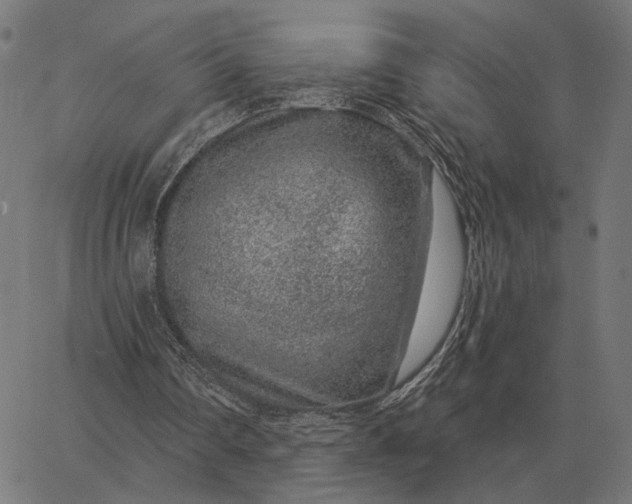 X0000065260290200603031836