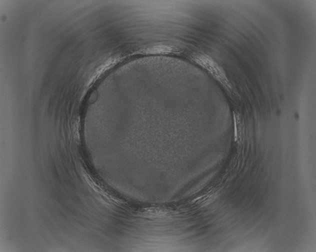 X0000065260300200603031835