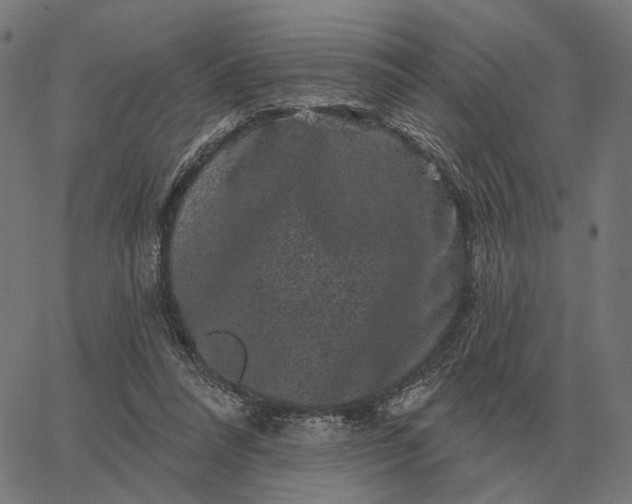 X0000065260304200603031835