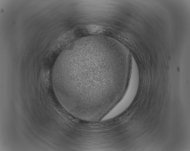 X0000065260319200603031835