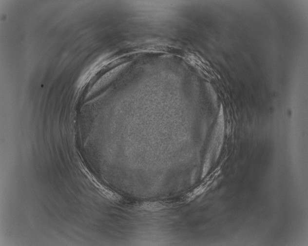 X0000065260341200603031834