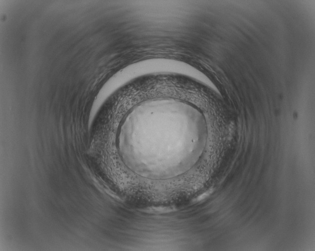 X0000065260380200603031835